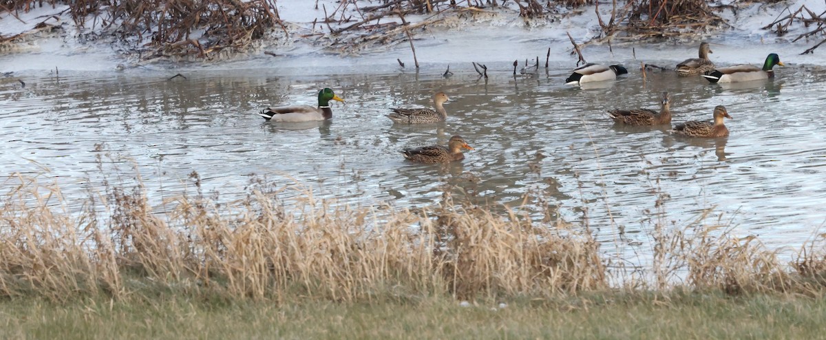 Northern Pintail - ML611721603