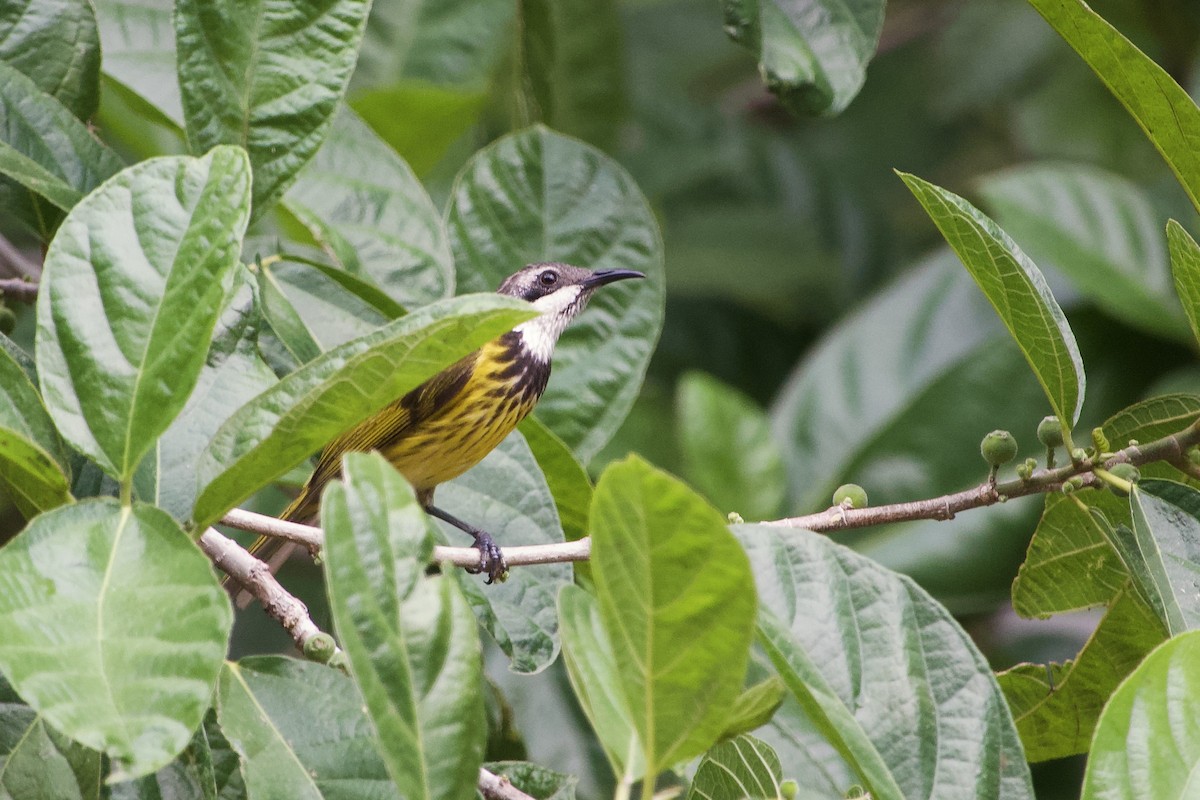 Black-chested Honeyeater - ML611721644