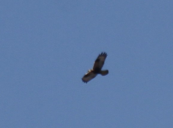 Rough-legged Hawk - Dick Baxter