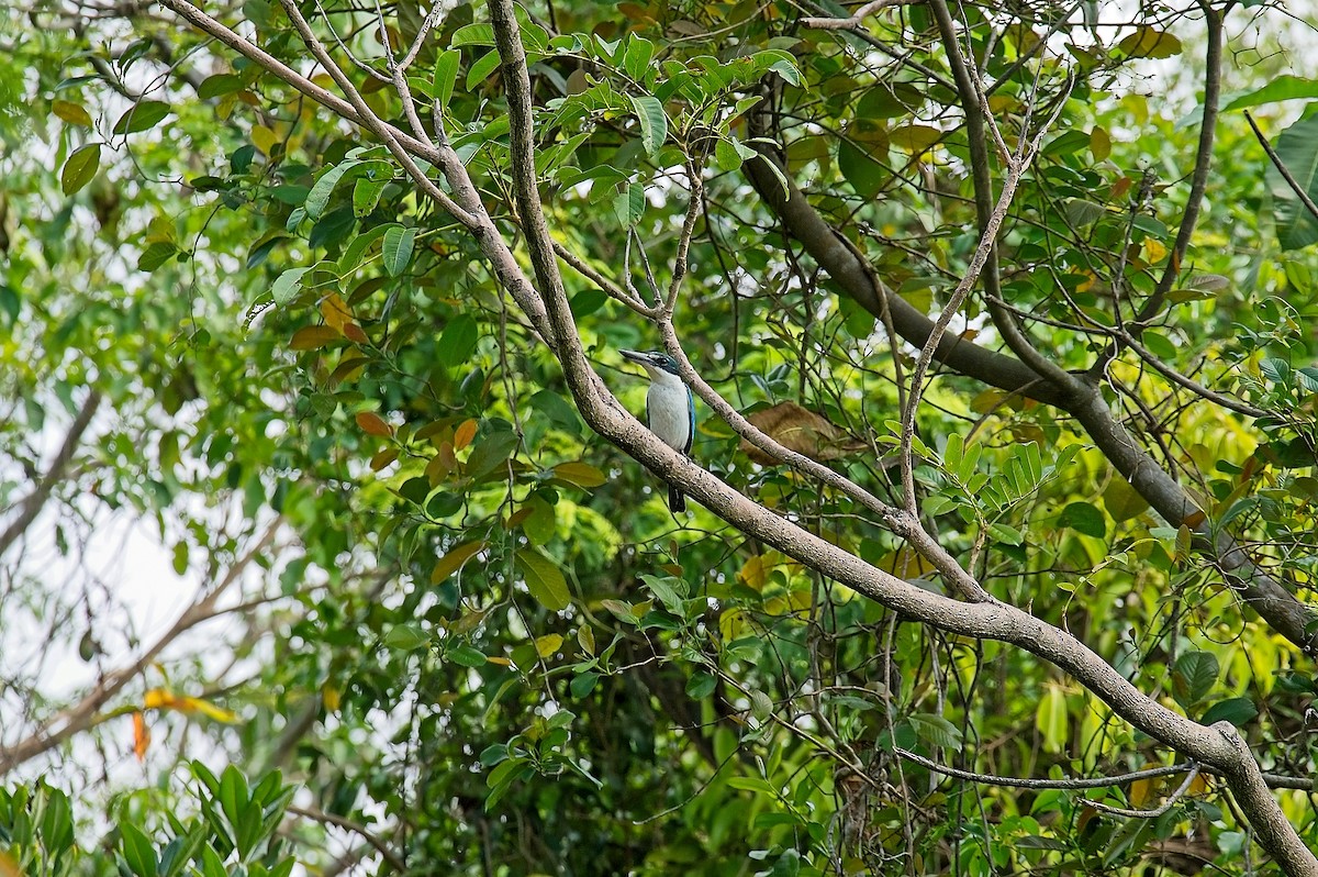 Collared Kingfisher - ML611721745