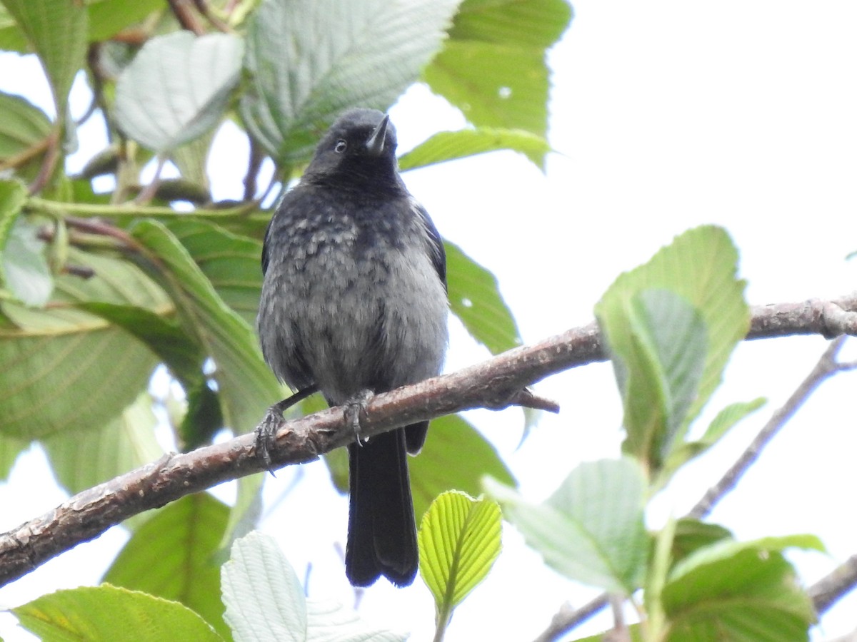 Gray-bellied Flowerpiercer - ML611721797