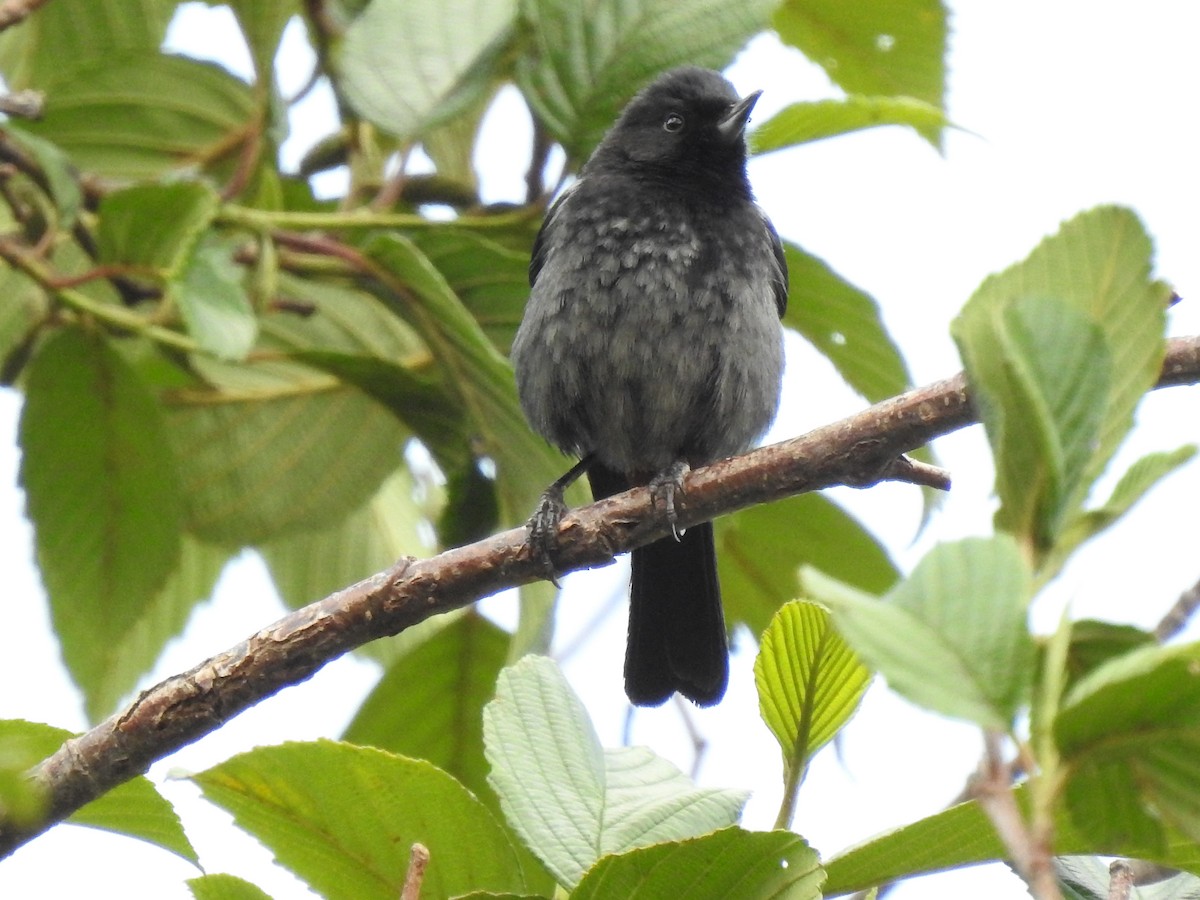 Gray-bellied Flowerpiercer - Juan Carlos🦉 Crespo