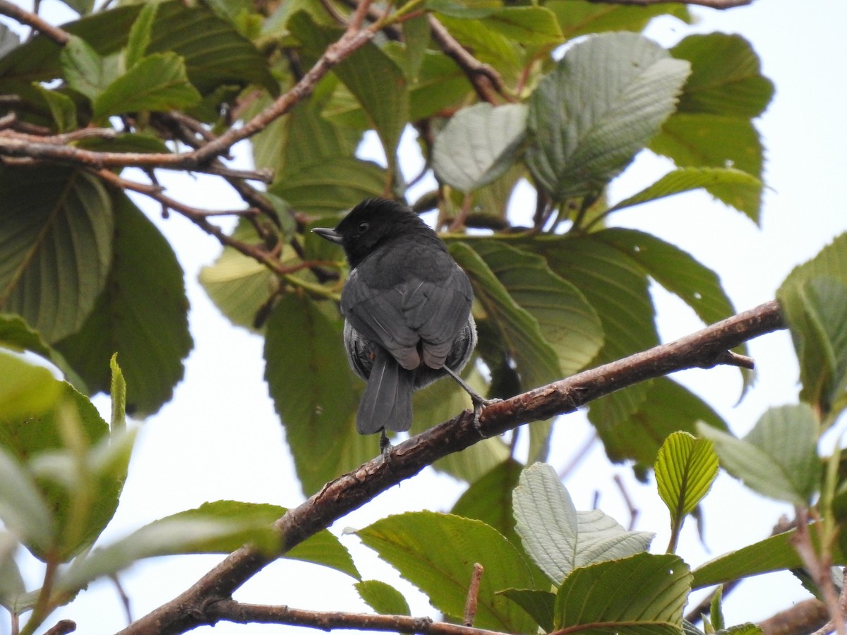 Gray-bellied Flowerpiercer - ML611721800