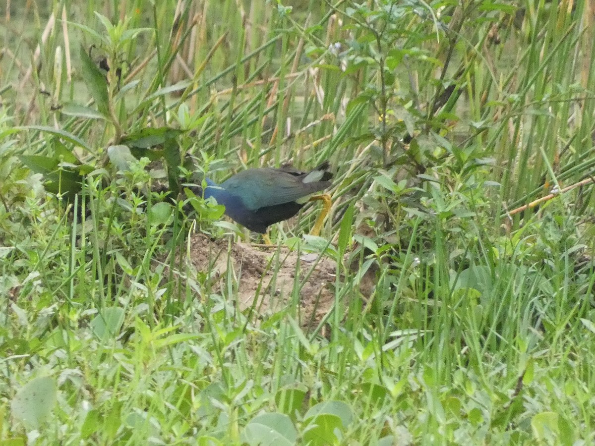 Purple Gallinule - ML611721841