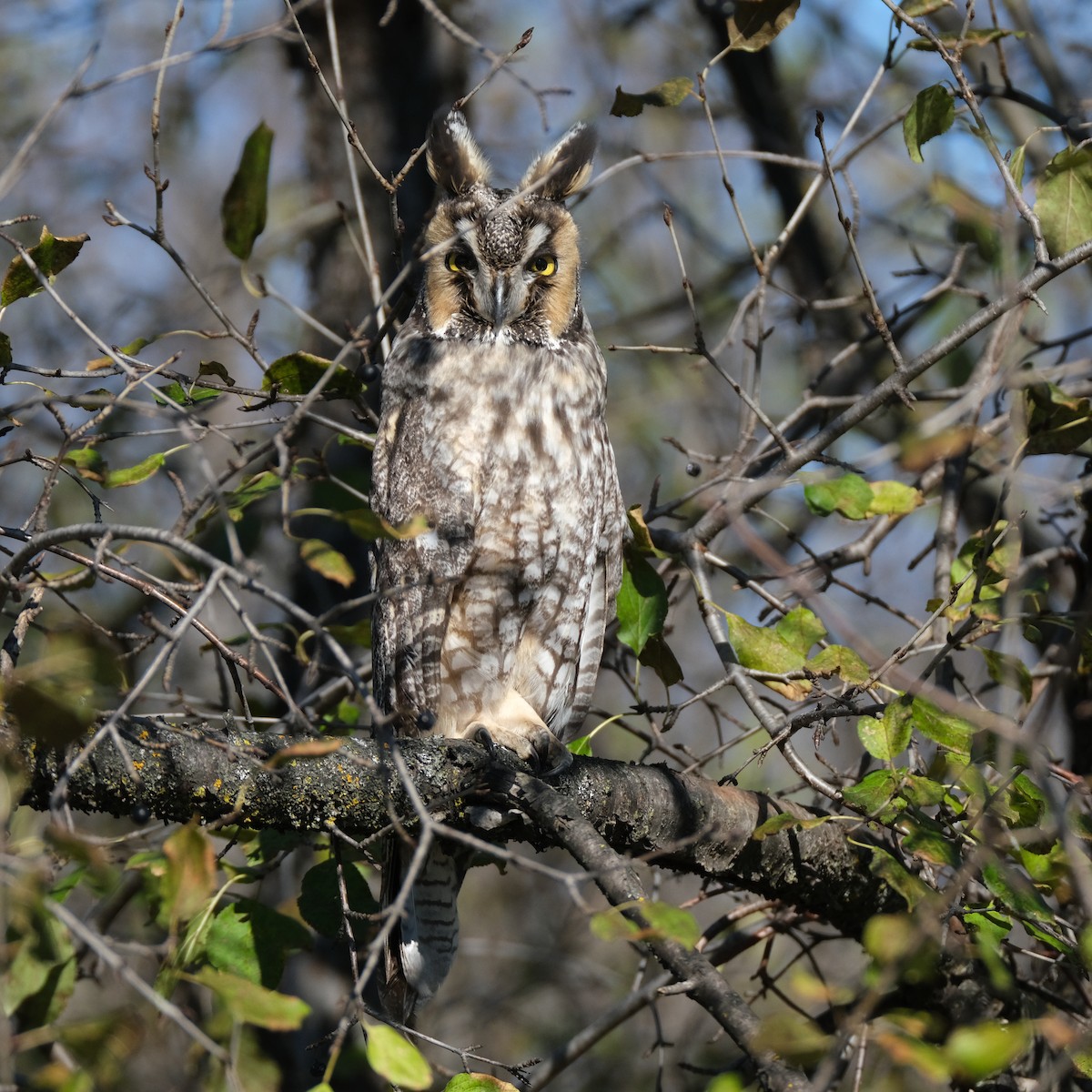 Long-eared Owl - Jean-Marc Emery