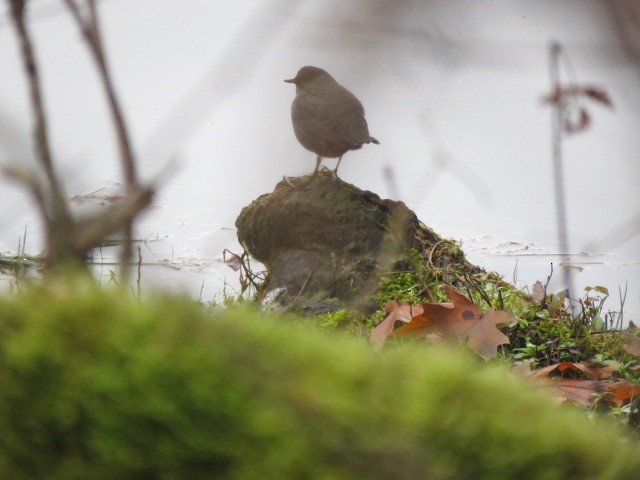 American Dipper - Ed  Newbold