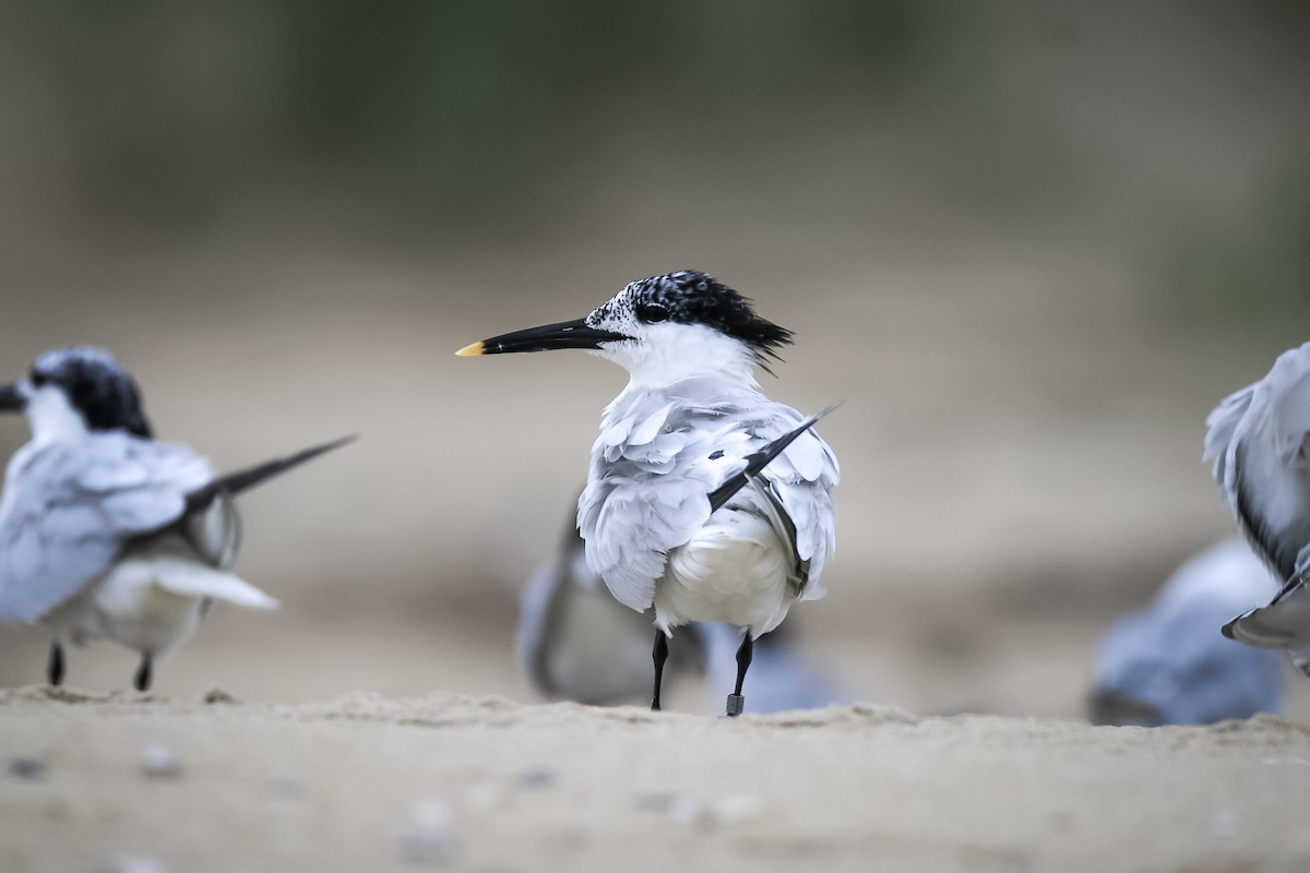 Sandwich Tern - Steven Klingler