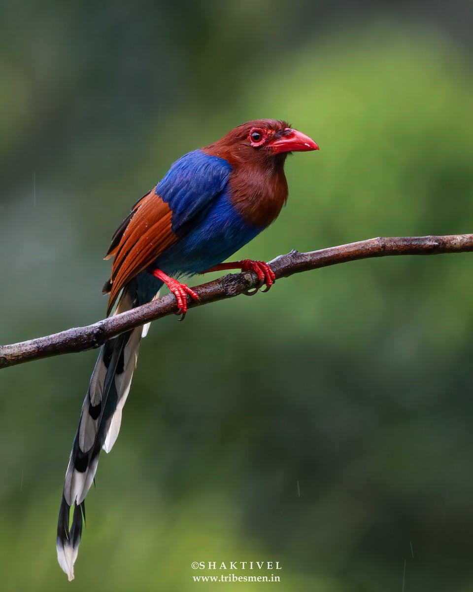 Sri Lanka Blue-Magpie - ML611722242