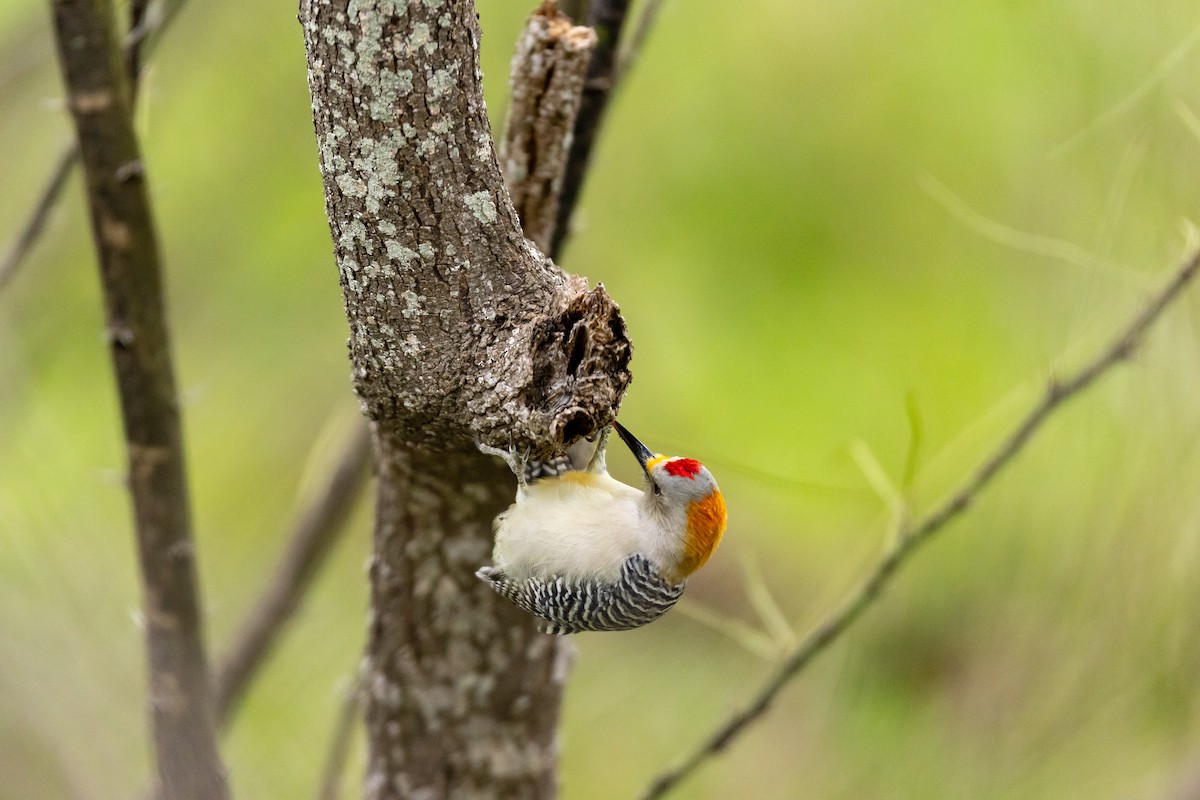 Golden-fronted Woodpecker - ML611722313