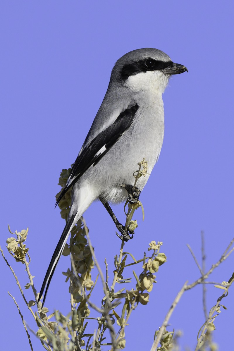 Loggerhead Shrike - ML611722315