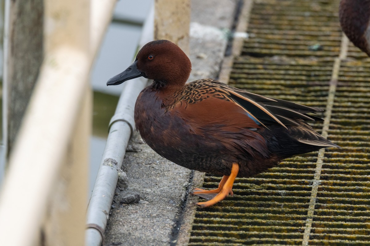 Cinnamon Teal - Matt SM