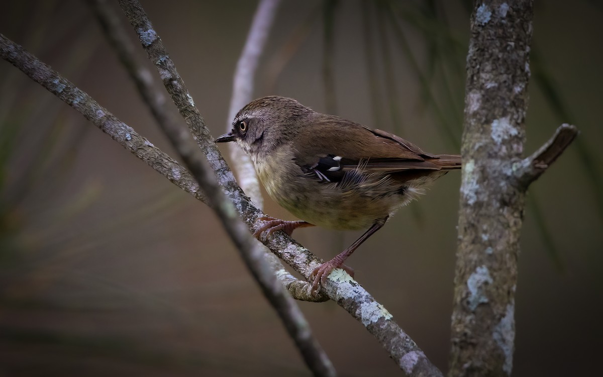 White-browed Scrubwren - ML611722372