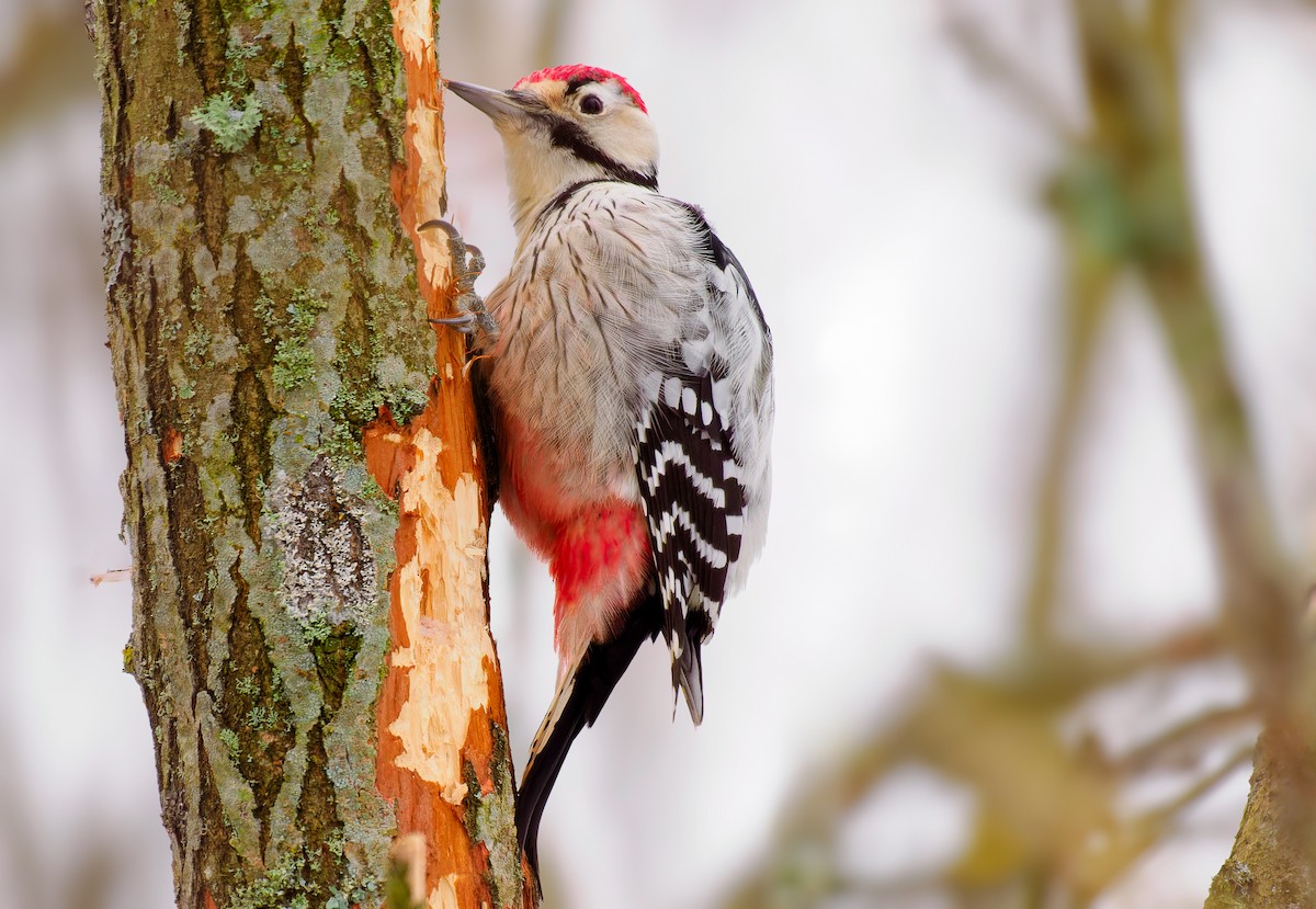 White-backed Woodpecker - Matti Rekilä