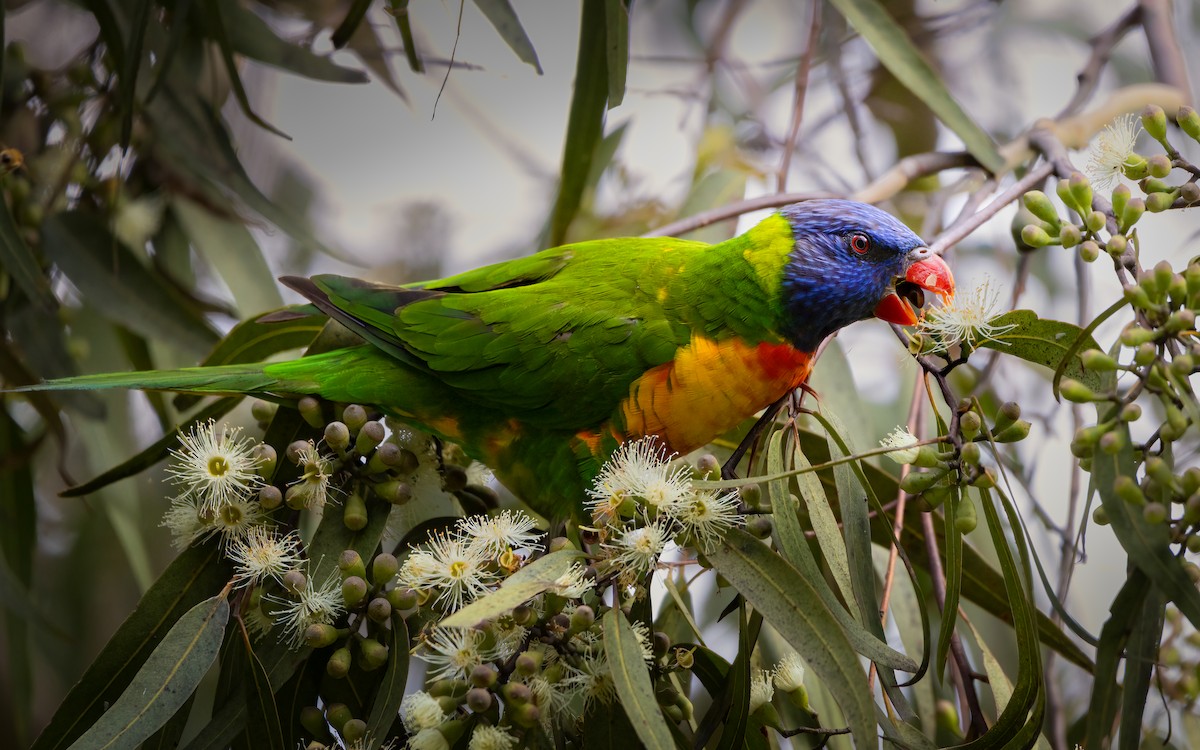 lorikeet sp. - ML611722379