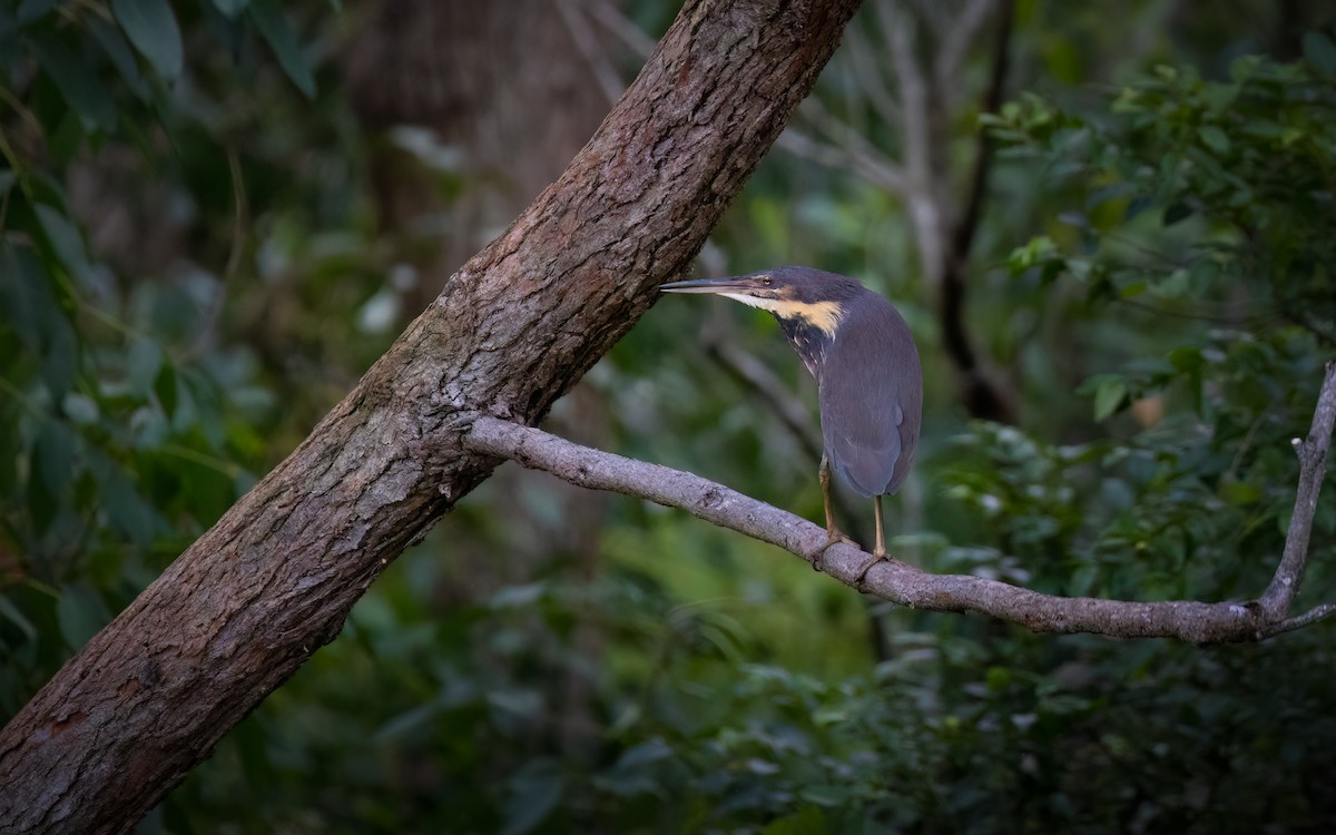 Black Bittern - ML611722385