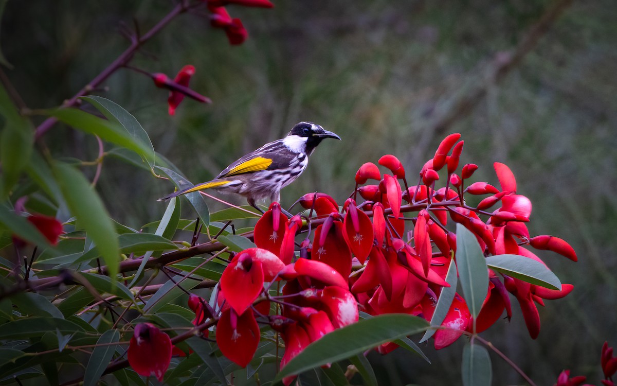 White-cheeked Honeyeater - ML611722394