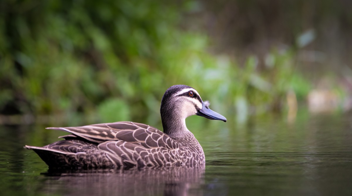 Pacific Black Duck - ML611722405