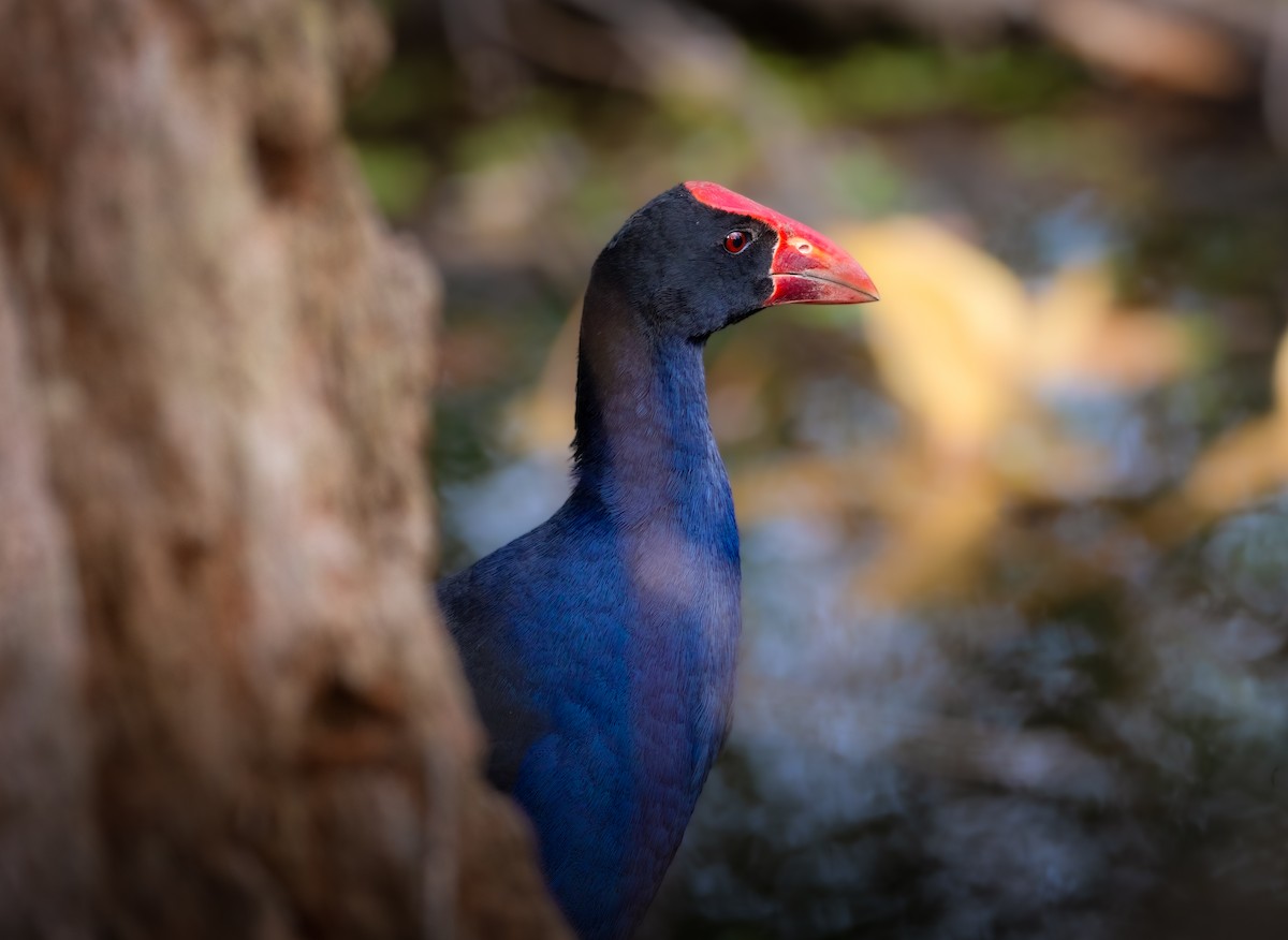 Australasian Swamphen - ML611722408