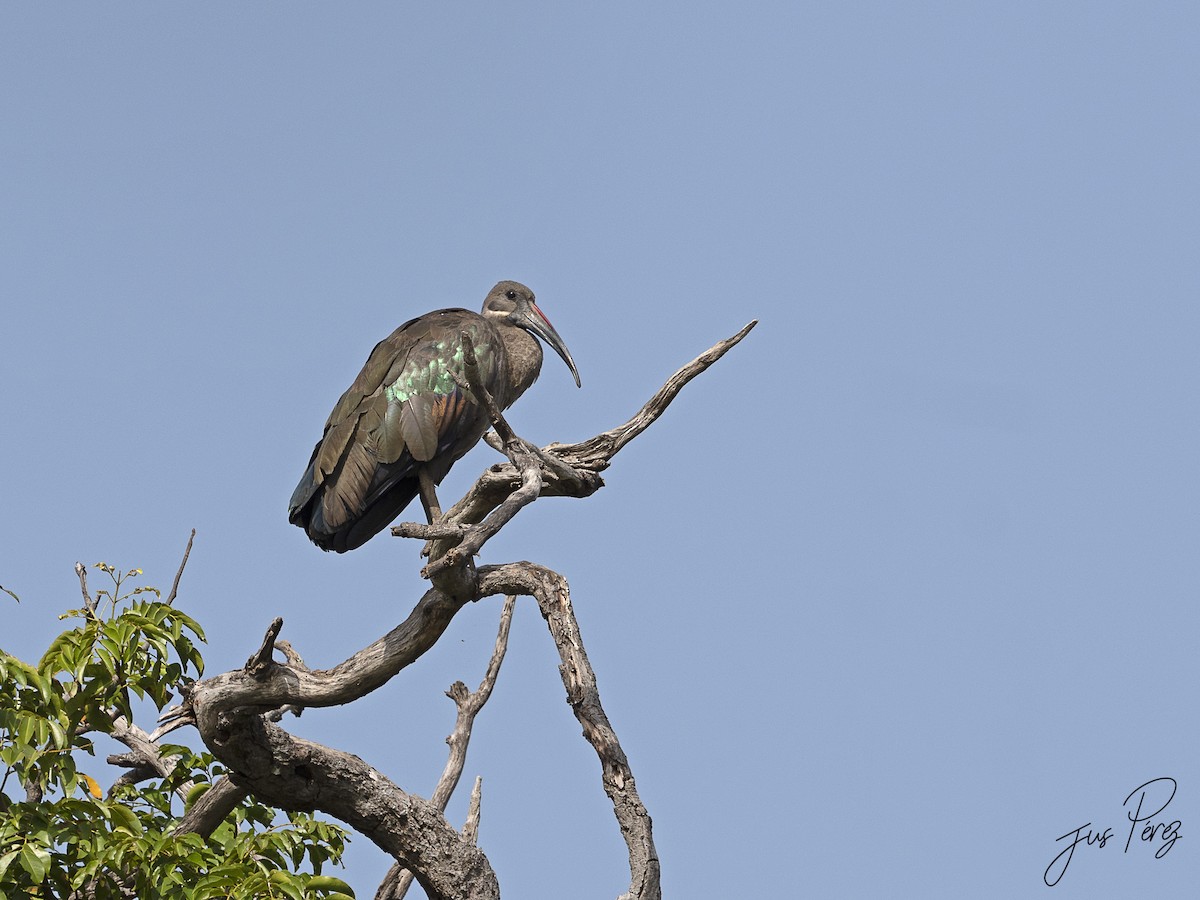 Hadada Ibis - Jus Pérez Martín