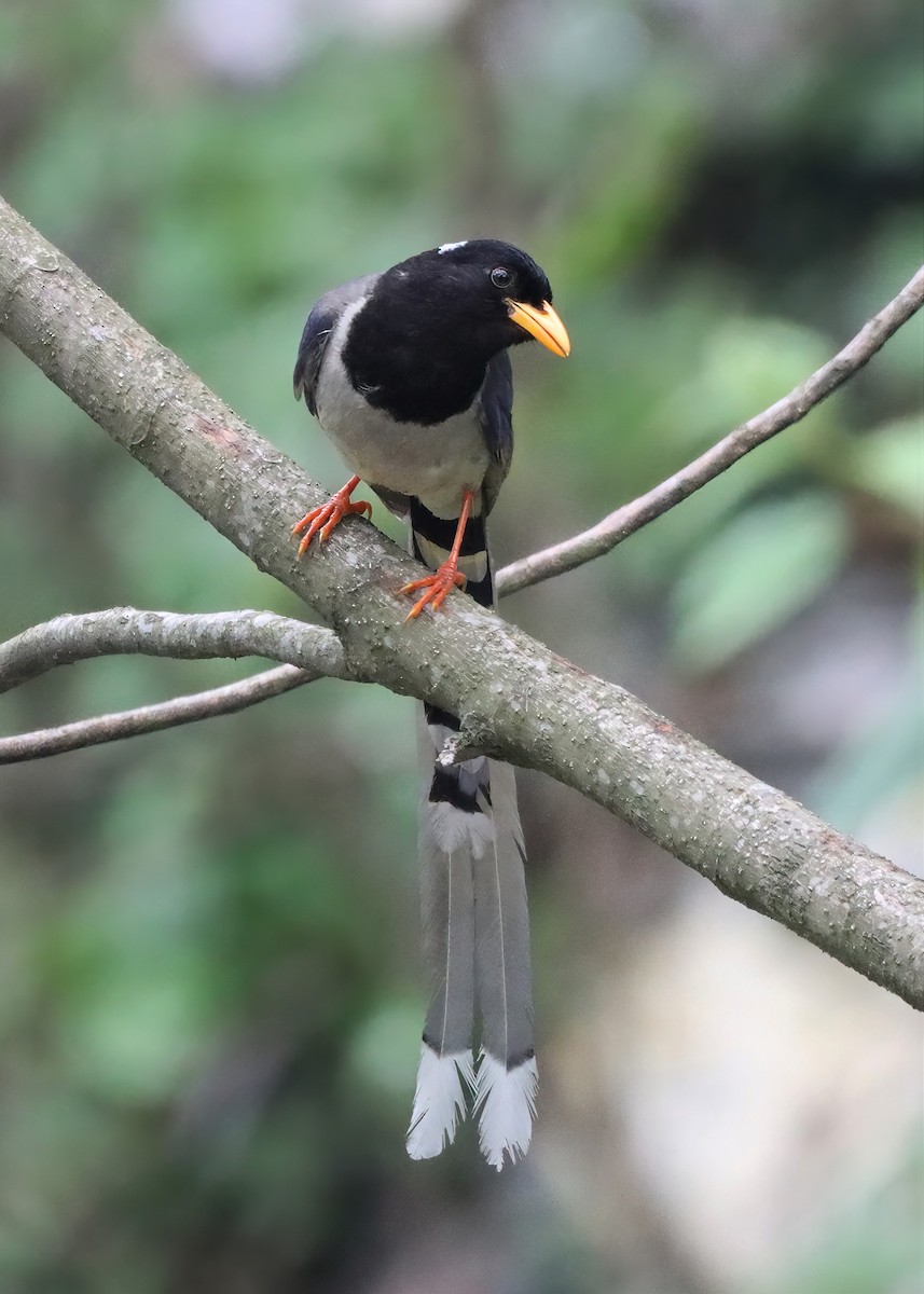 Yellow-billed Blue-Magpie - ML611722419