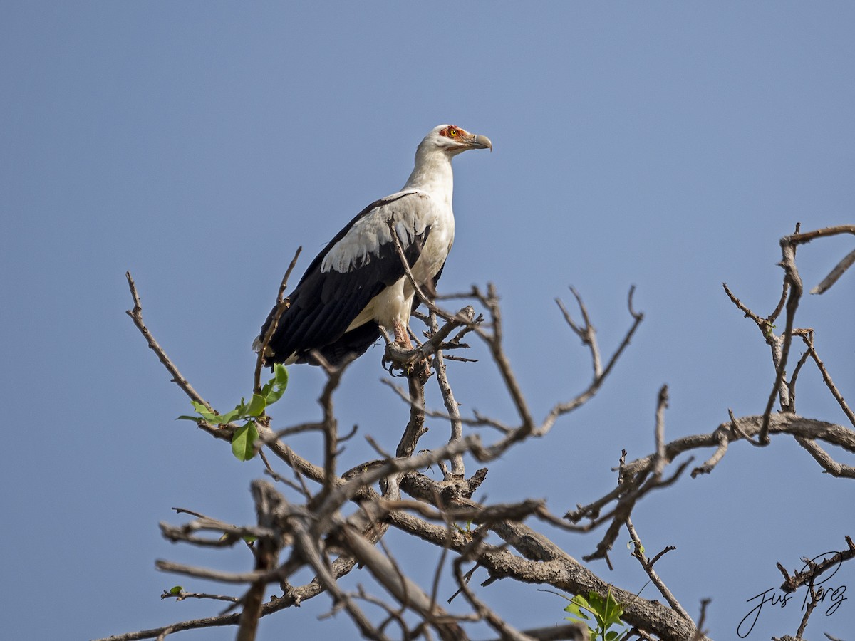 Palm-nut Vulture - Jus Pérez Martín