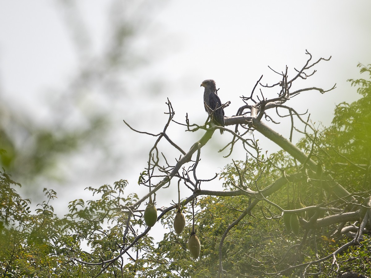 Banded Snake-Eagle - Jus Pérez Martín