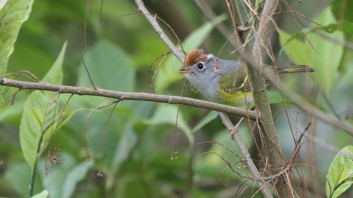 Chestnut-crowned Warbler - ML611722427