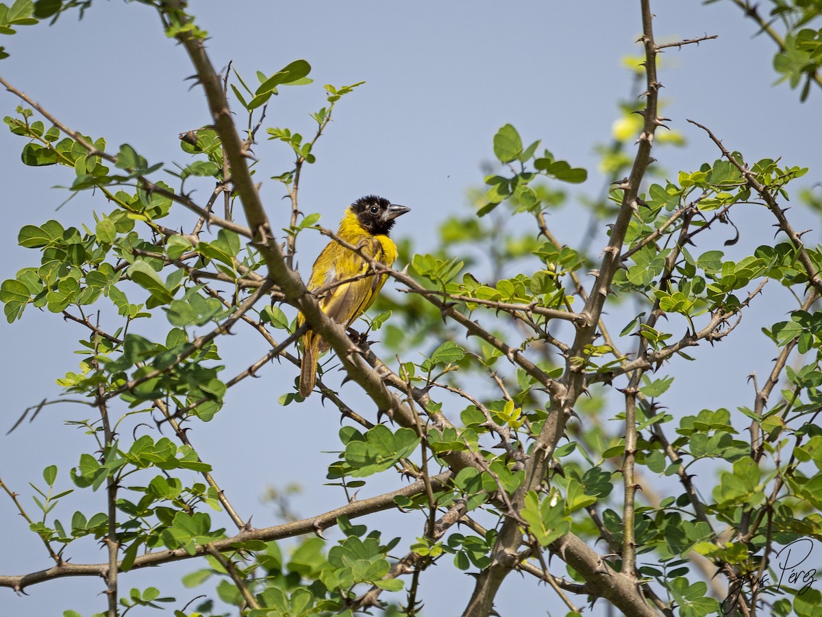 Black-headed Weaver - ML611722450