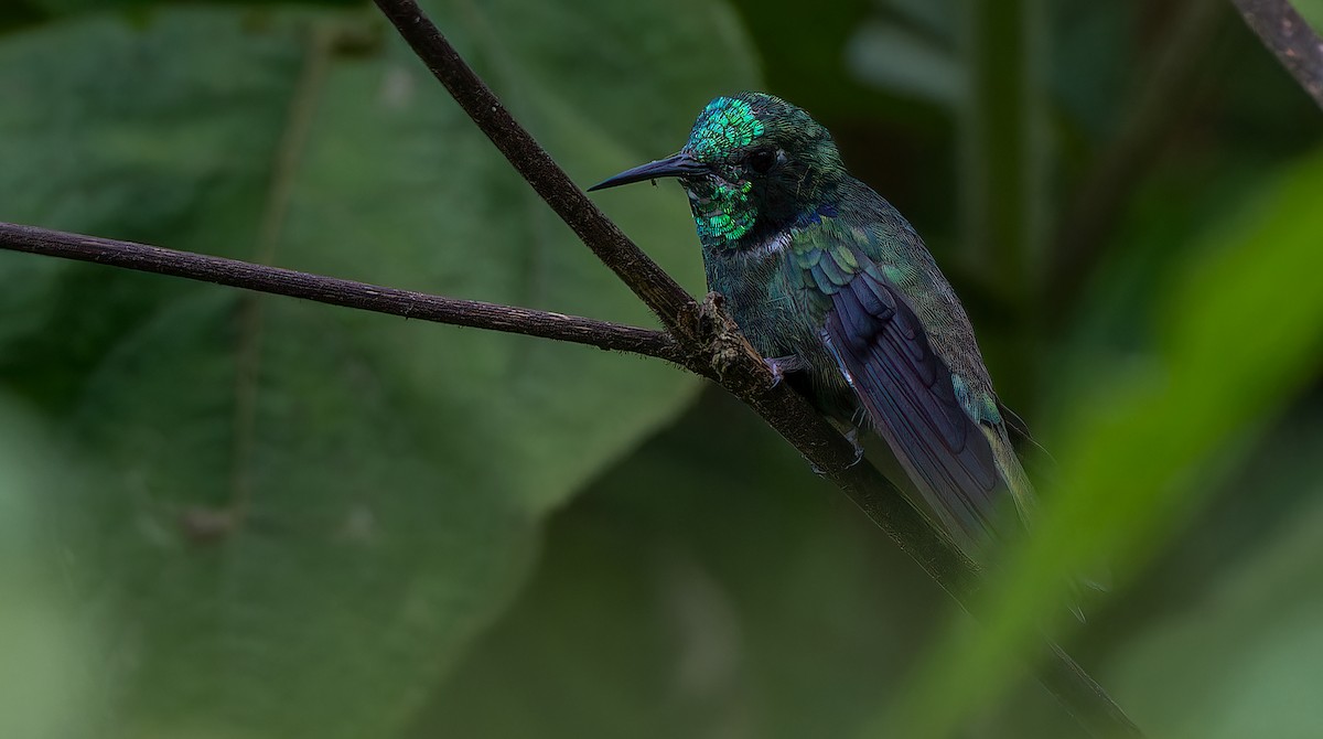 White-throated Daggerbill - ML611722477