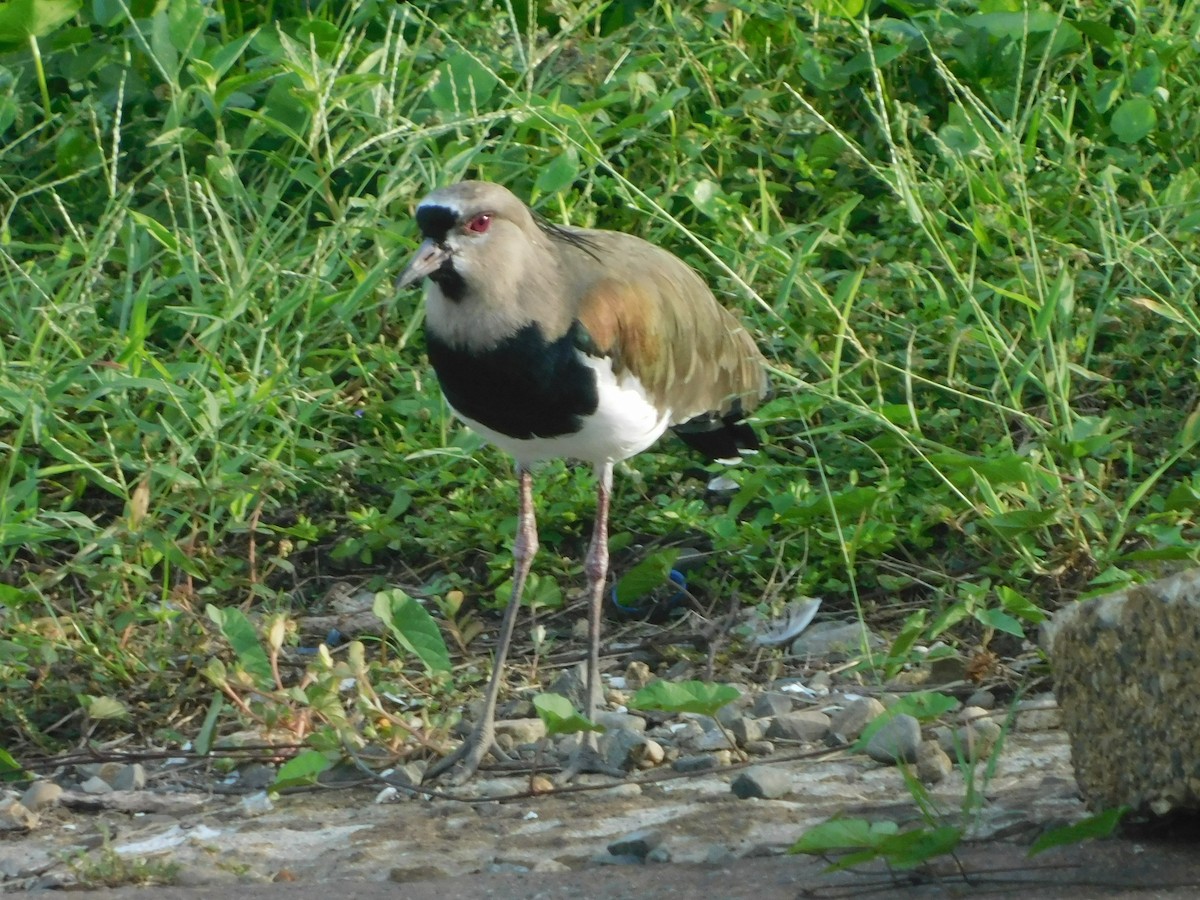 Southern Lapwing - Elsy M. Rodriguez
