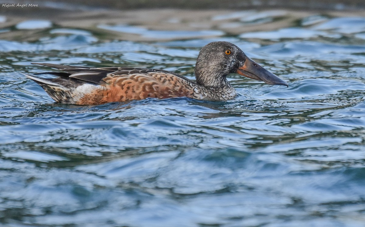 Northern Shoveler - ML611722669