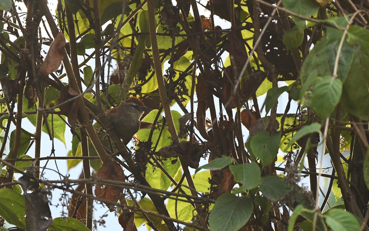 Marcapata Spinetail - ML611722799