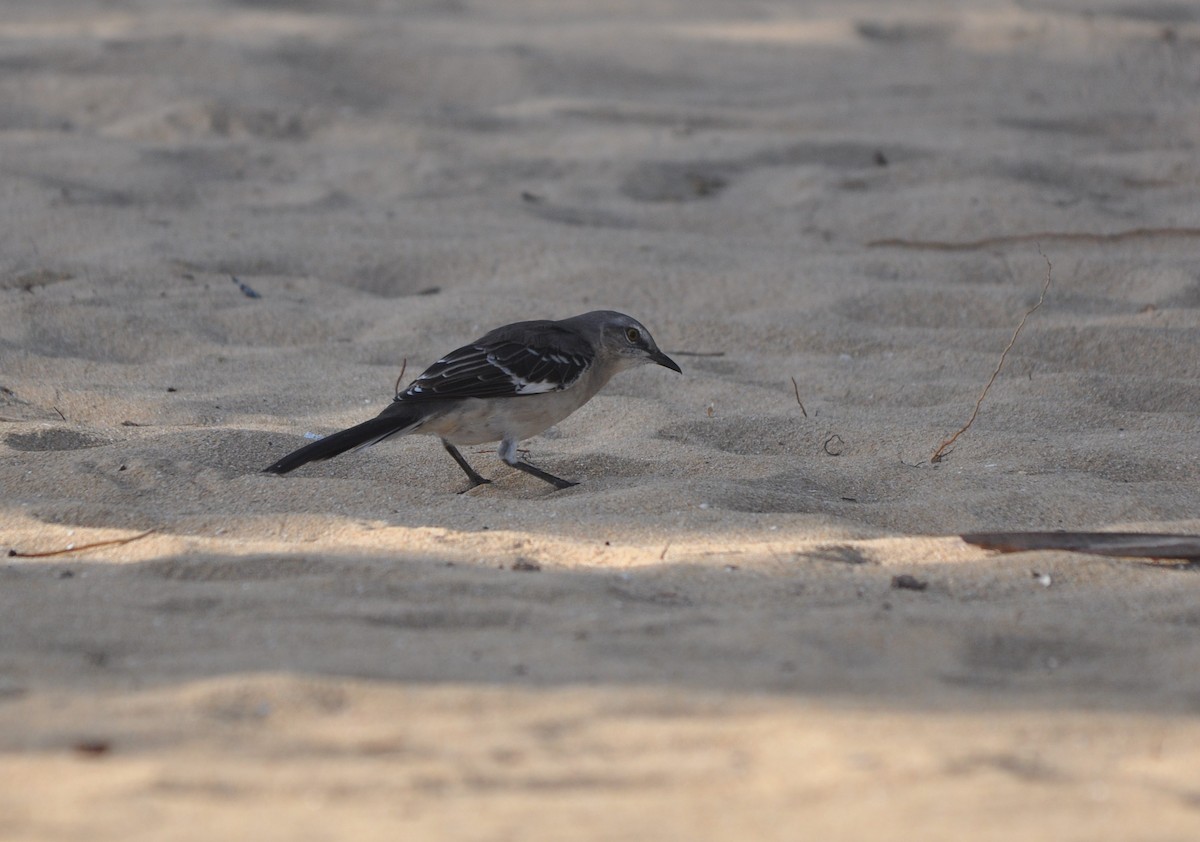 Northern Mockingbird - ML611722898