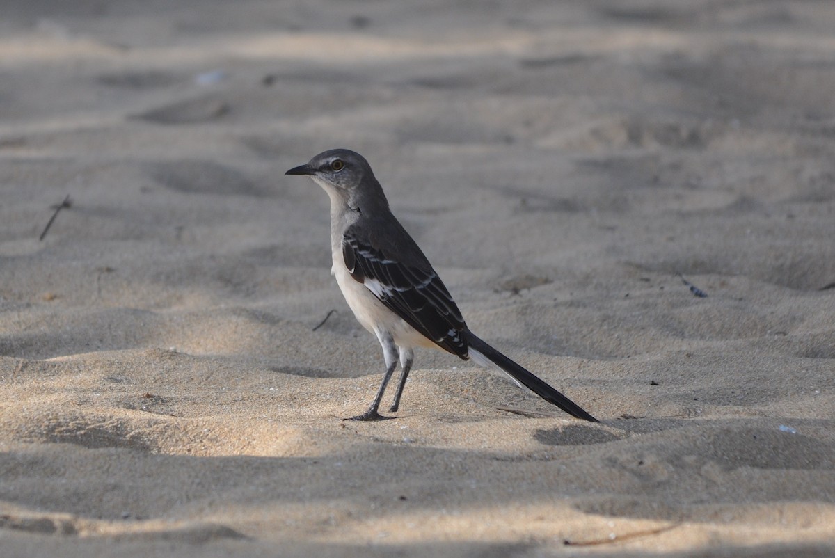 Northern Mockingbird - ML611722899