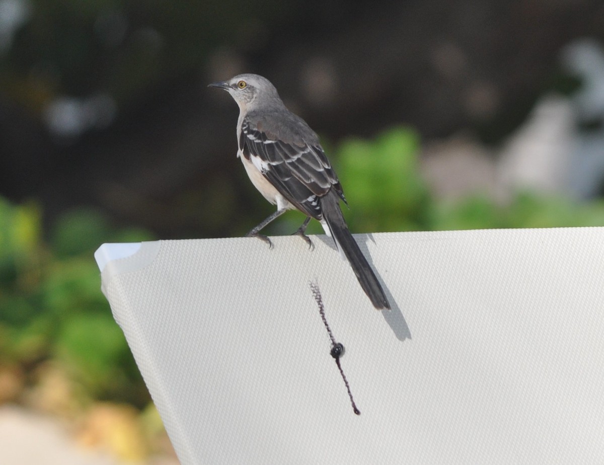 Northern Mockingbird - Joaquim  Simão