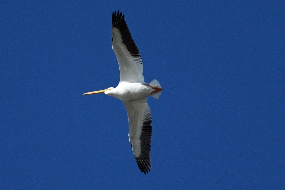 American White Pelican - ML611722929