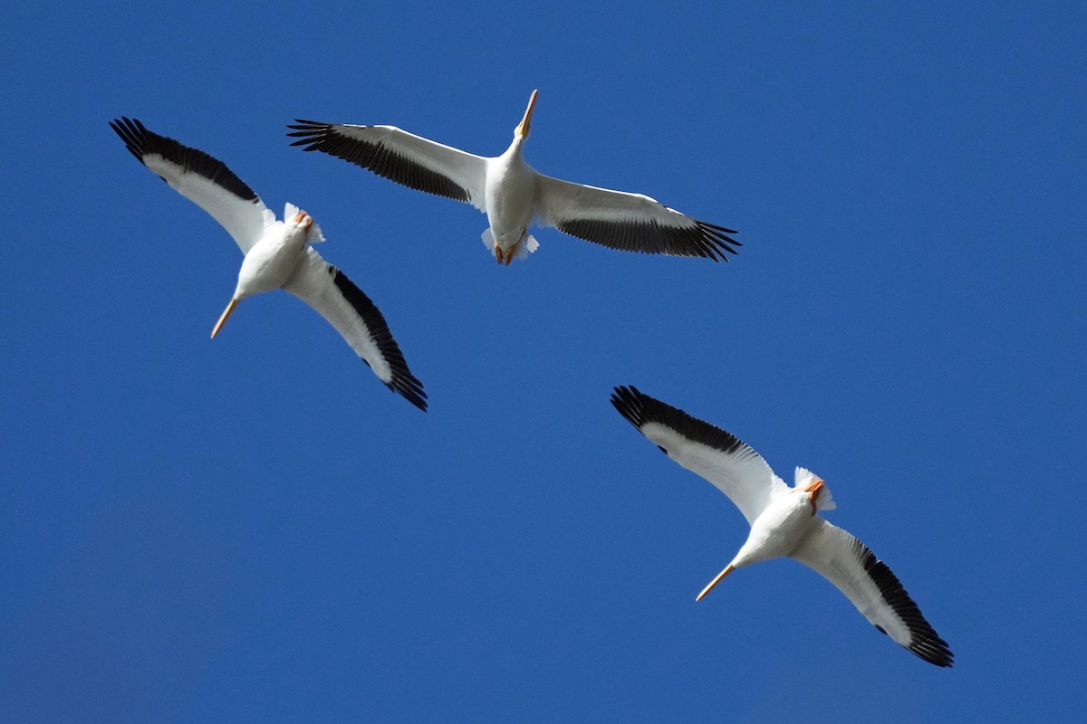 American White Pelican - Robert Goss