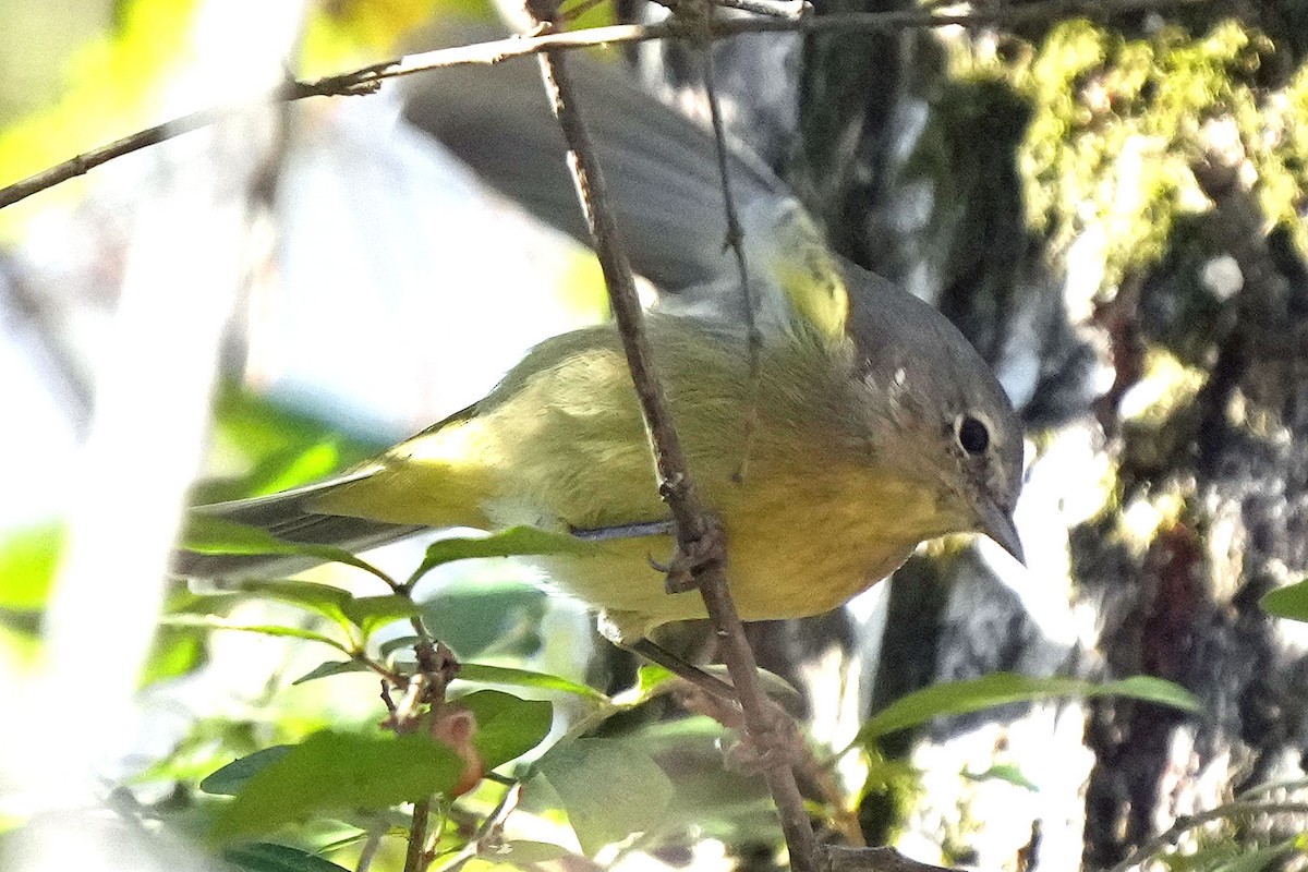 Orange-crowned Warbler - ML611722949