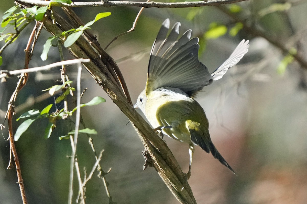 Orange-crowned Warbler - ML611722950