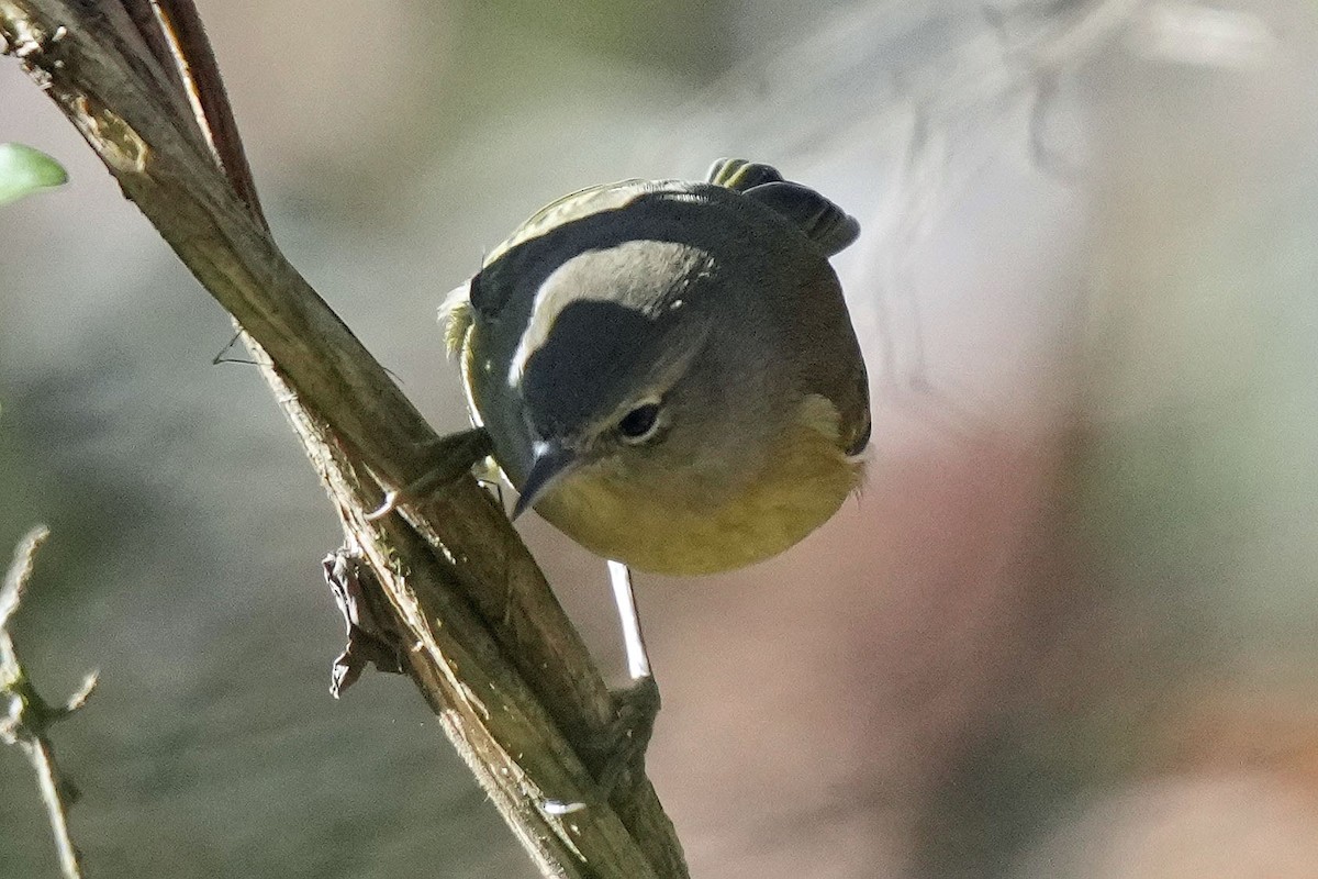 Orange-crowned Warbler - ML611722951