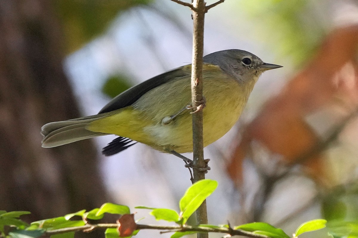 Orange-crowned Warbler - ML611722952