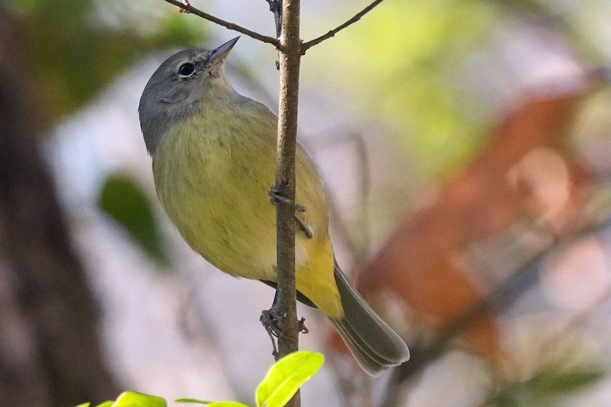 Orange-crowned Warbler - ML611722953