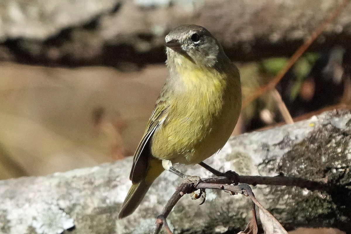 Orange-crowned Warbler - ML611722954