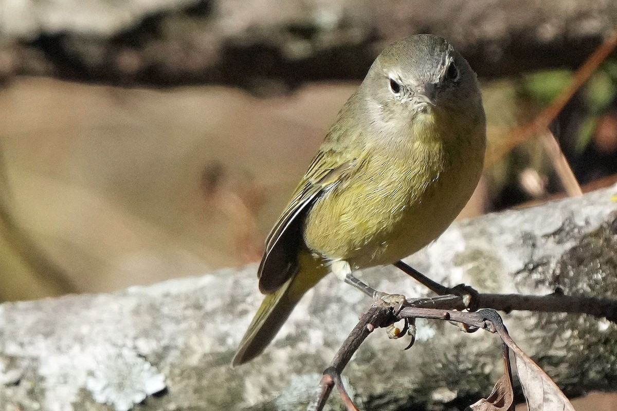 Orange-crowned Warbler - ML611722955