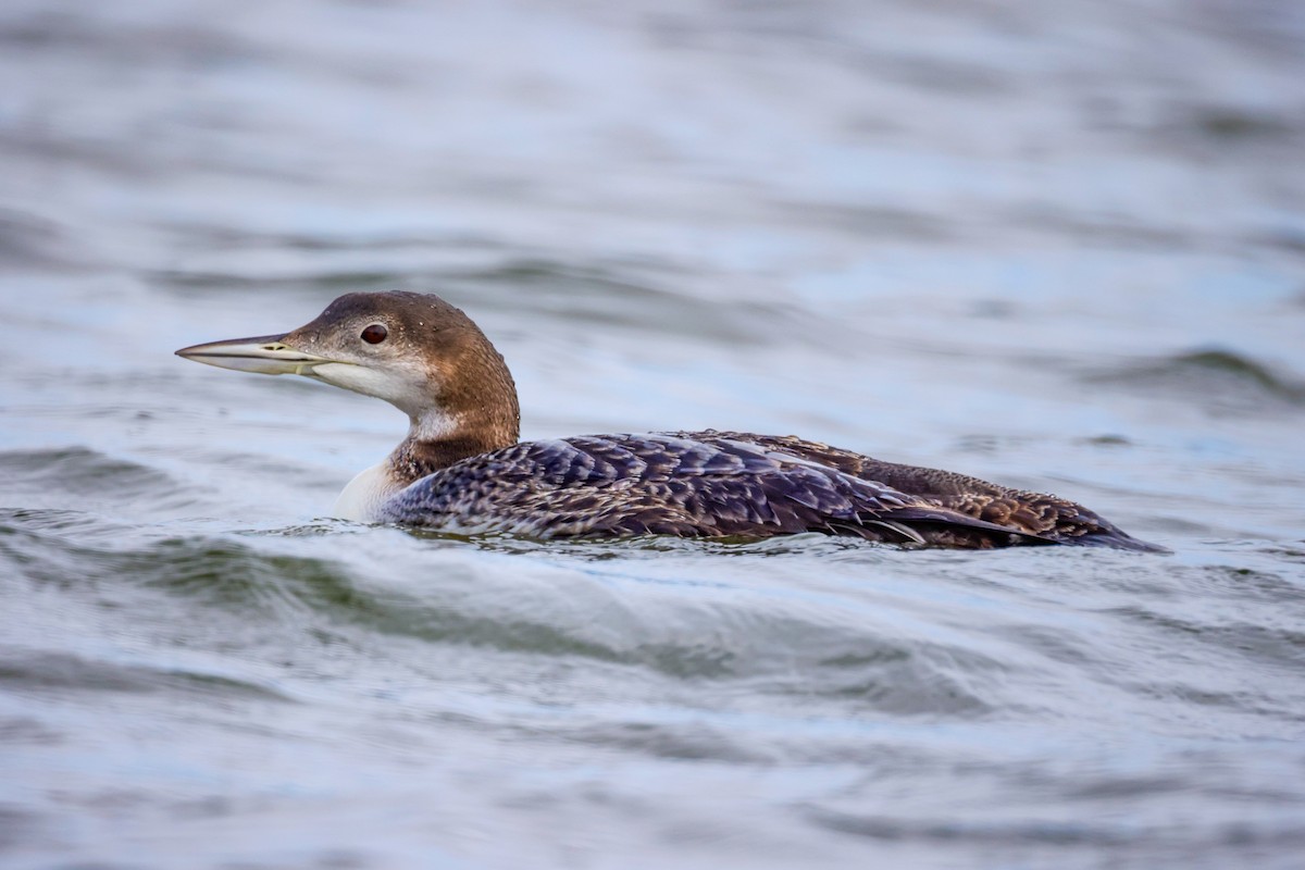 Common Loon - Ardell Winters