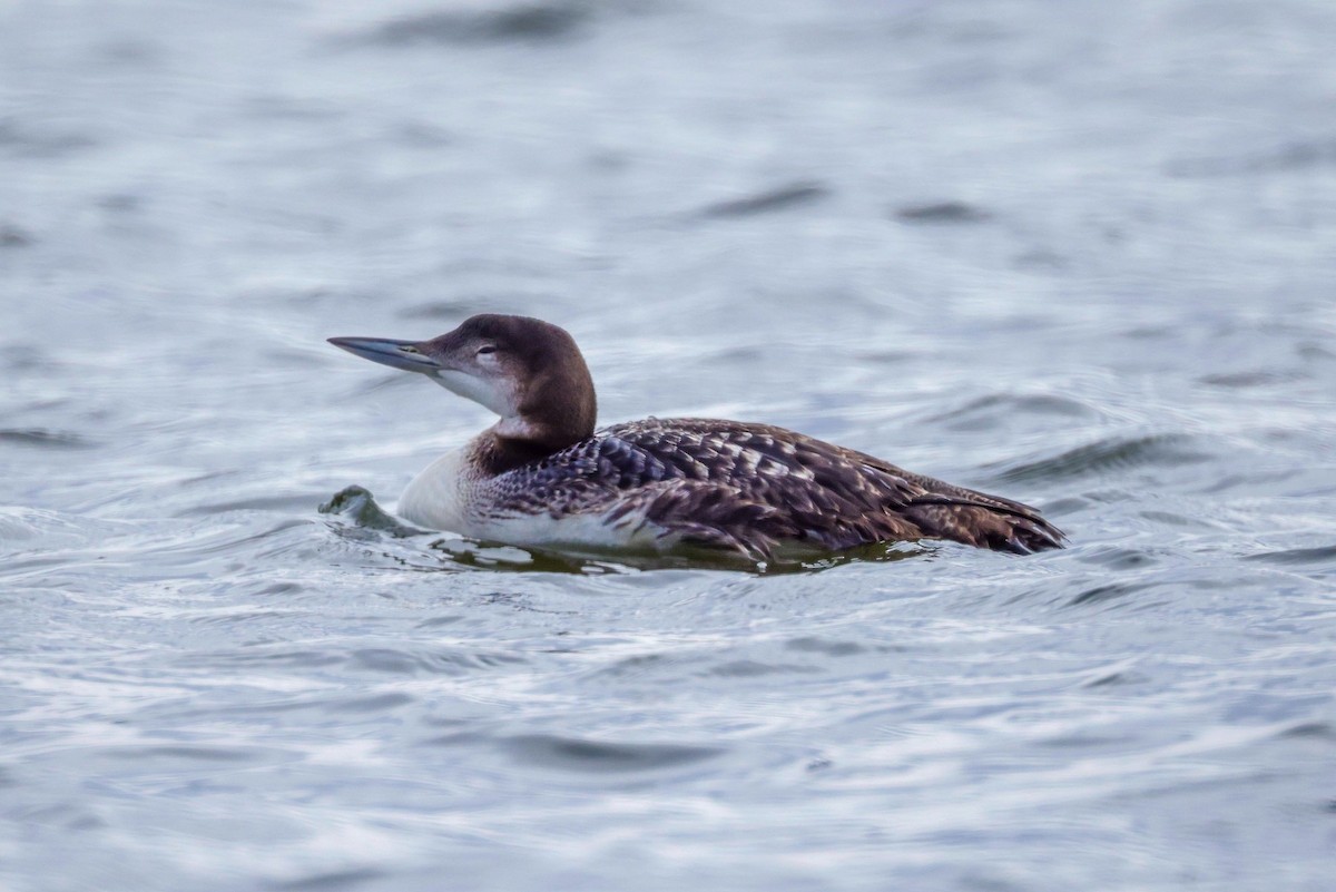 Plongeon huard - ML611722976