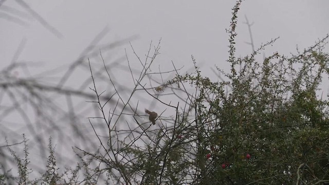 Lesser Whitethroat - ML611723088