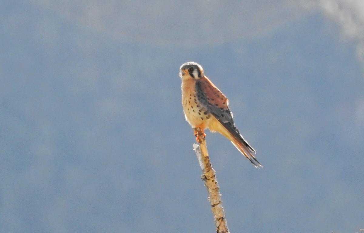 American Kestrel - ML611723094