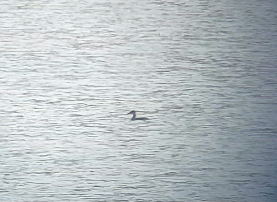 Red-necked Grebe - ML611723154