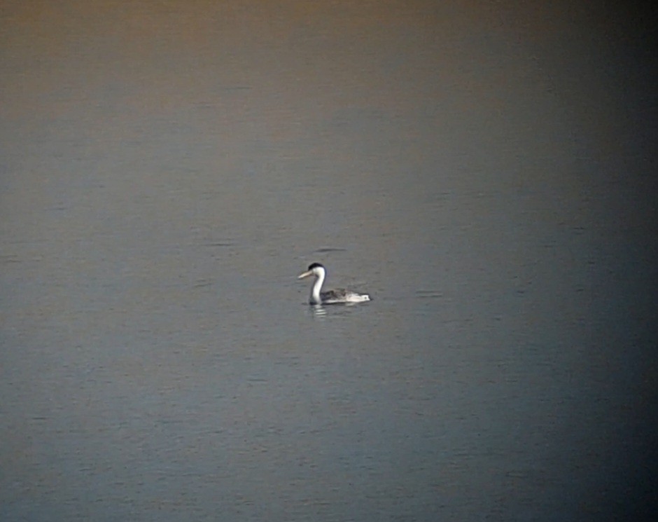 Clark's Grebe - ML611723156